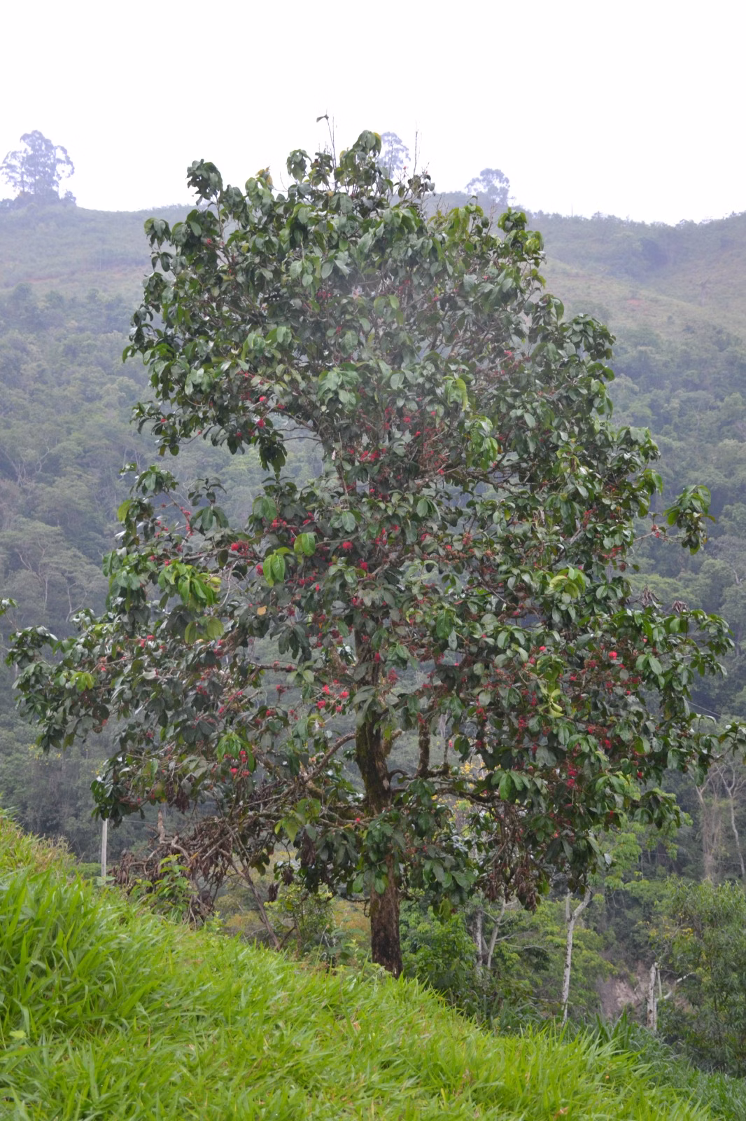 عزبة بمساحة ٤٠٦٬٠٠٠ m² في Santa Leopoldina، ES