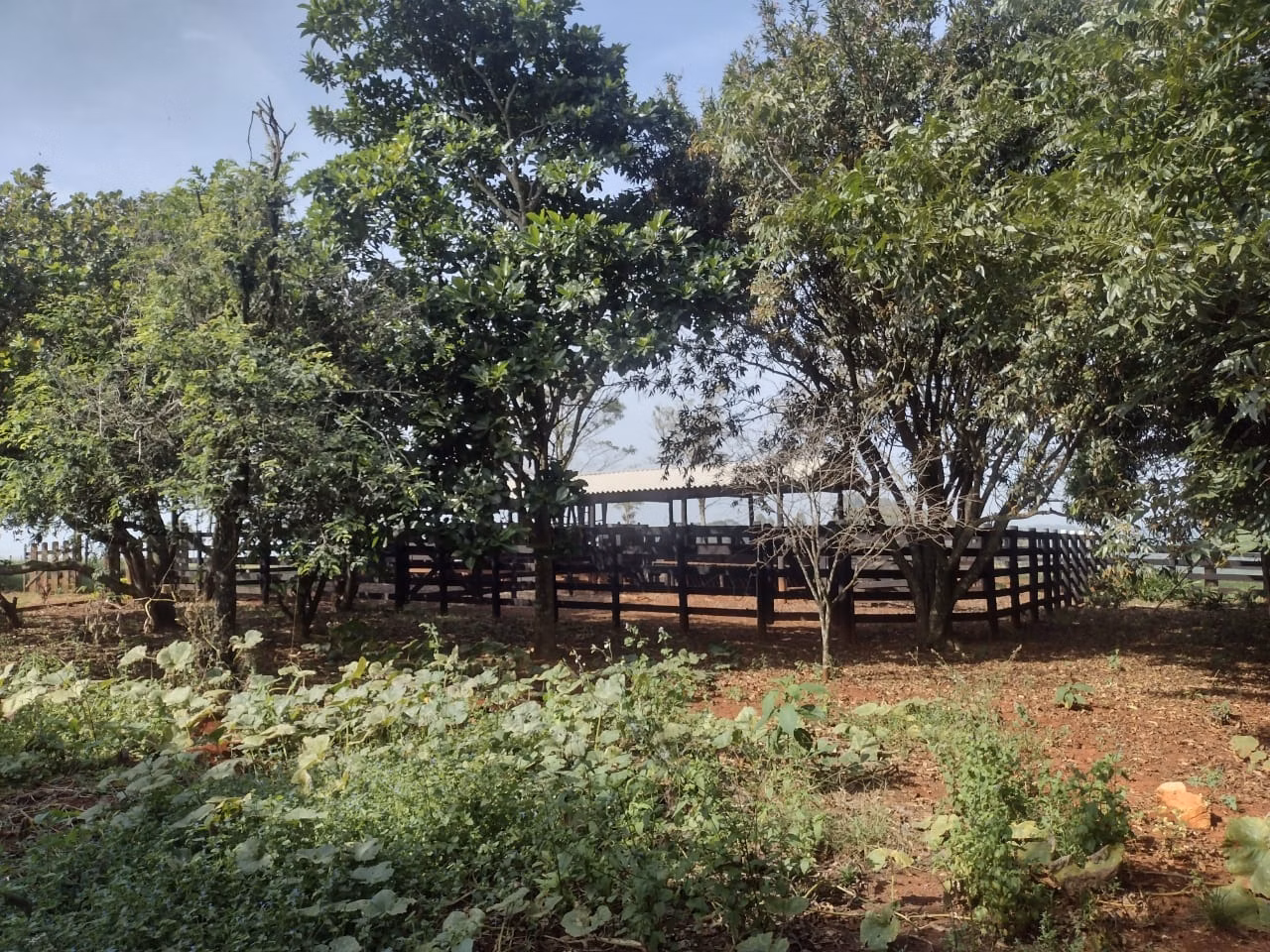 Small farm of 69 acres in Itapetininga, SP, Brazil