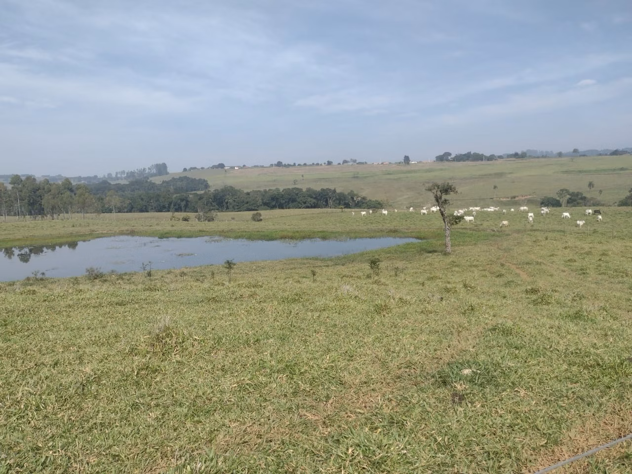Small farm of 69 acres in Itapetininga, SP, Brazil