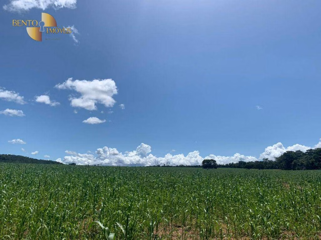 Fazenda de 337 ha em Rondonópolis, MT