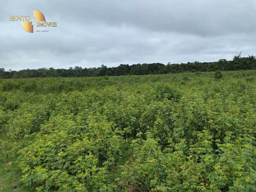 Fazenda de 1.300 ha em Matupá, MT