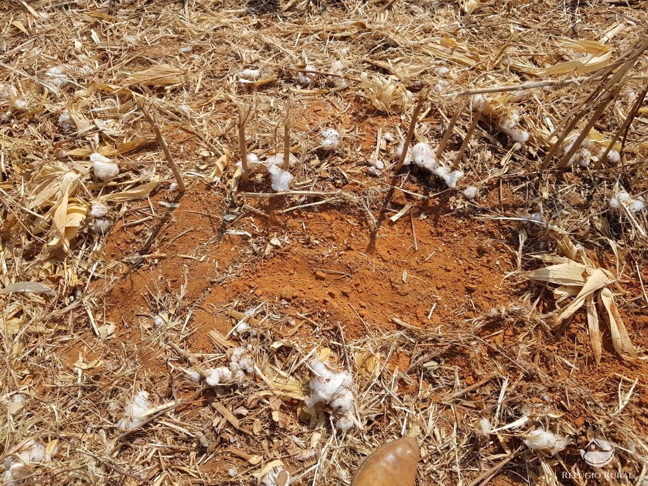 Fazenda de 17.531 ha em Lagoa do Tocantins, TO