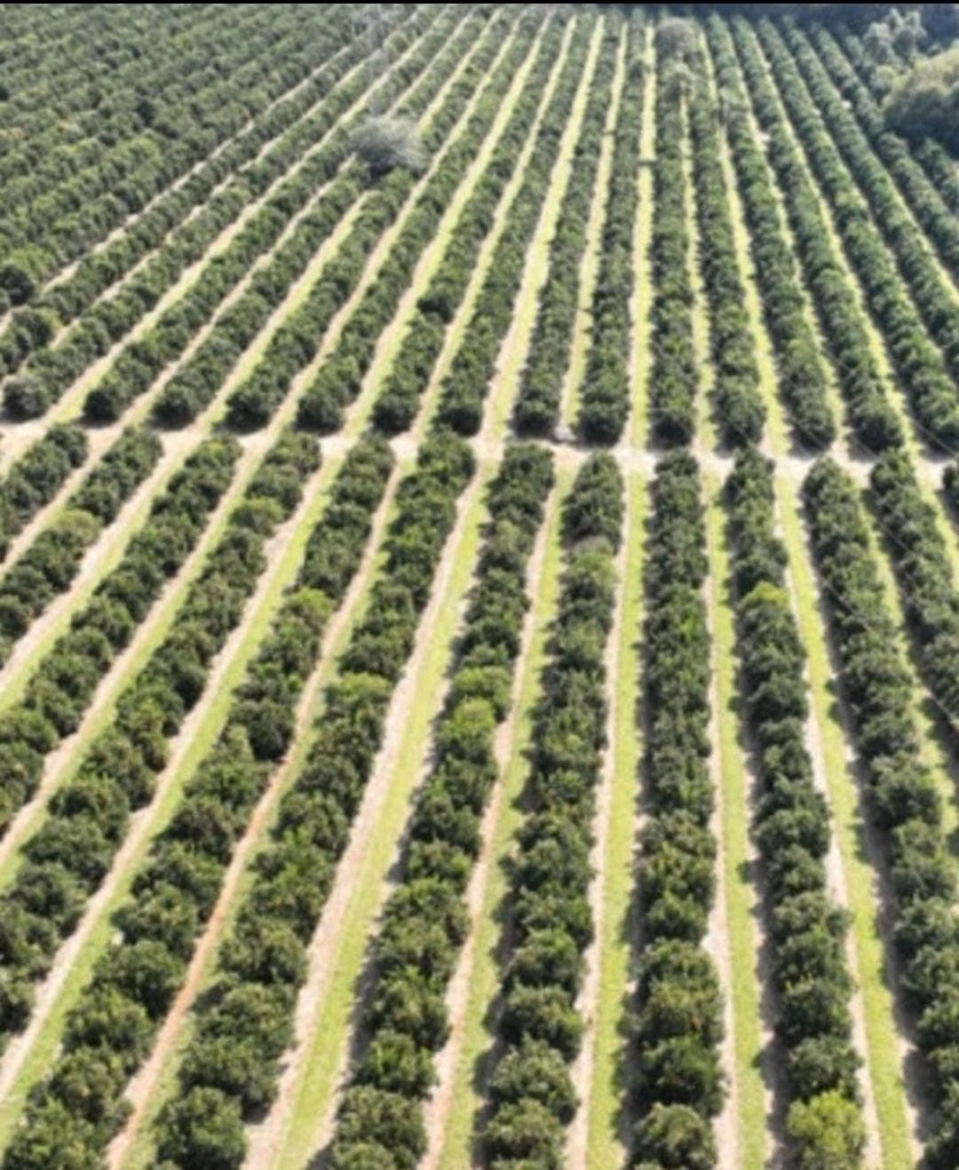 Fazenda de 411 ha em Angatuba, SP