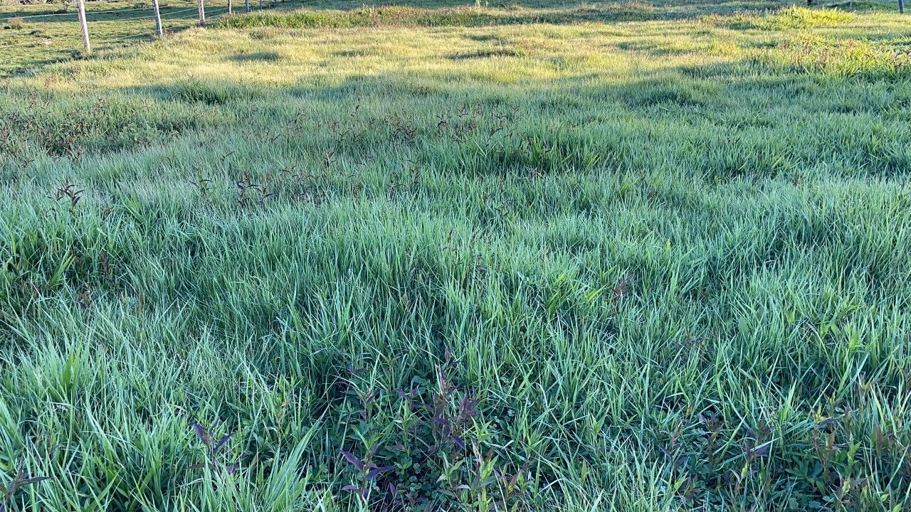 Chácara de 4.000 m² em Santo Antônio da Patrulha, RS