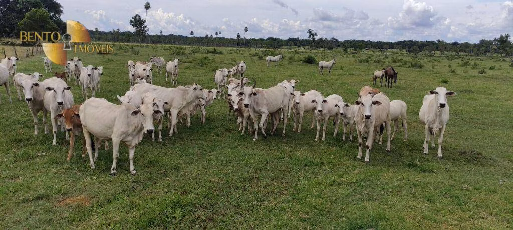 Farm of 1,782 acres in Poconé, MT, Brazil