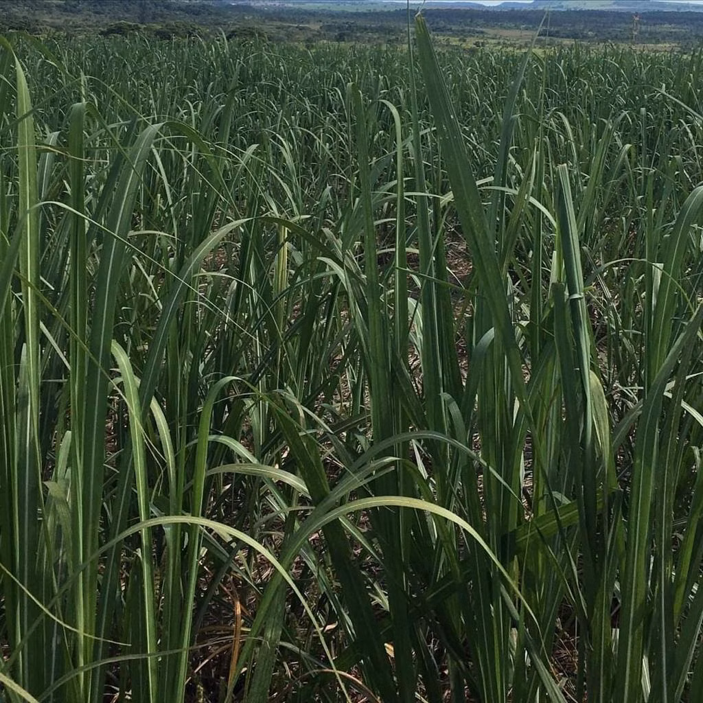 Fazenda de 5.808 ha em Presidente Prudente, SP