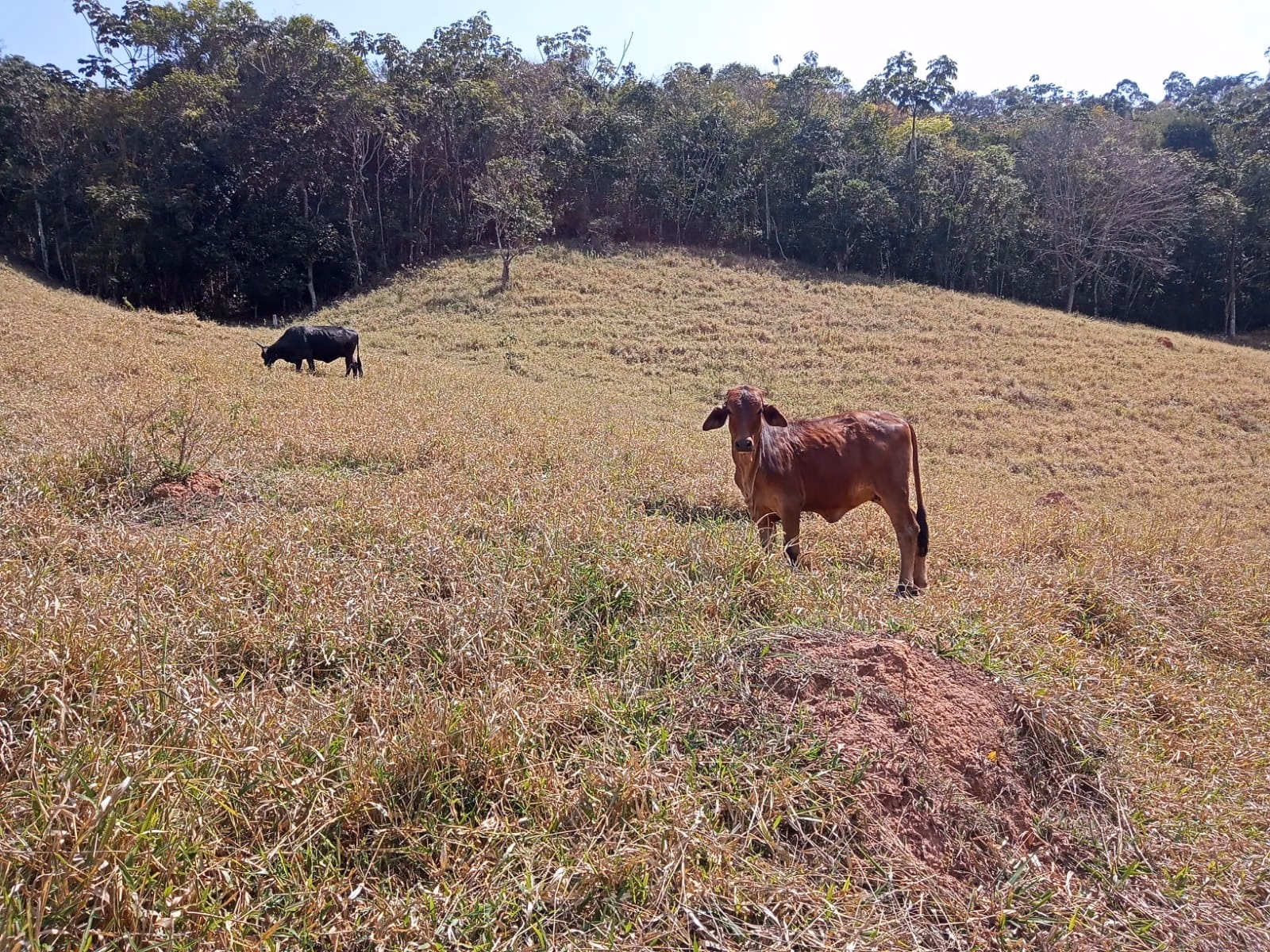 Small farm of 24 acres in Paraibuna, SP, Brazil