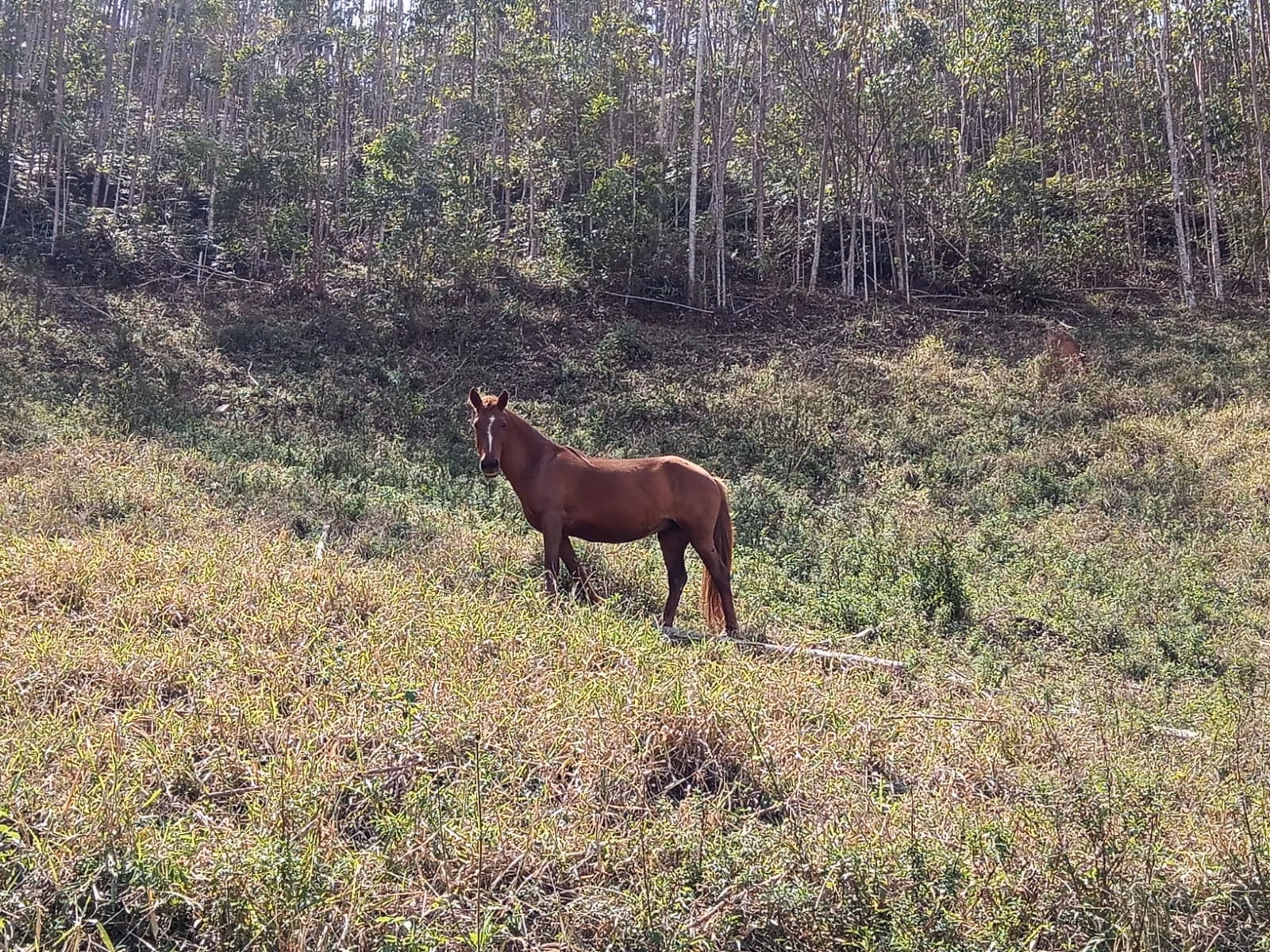 Small farm of 24 acres in Paraibuna, SP, Brazil