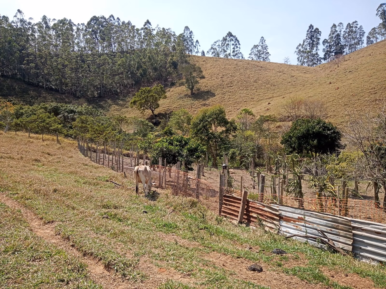 Small farm of 24 acres in Paraibuna, SP, Brazil