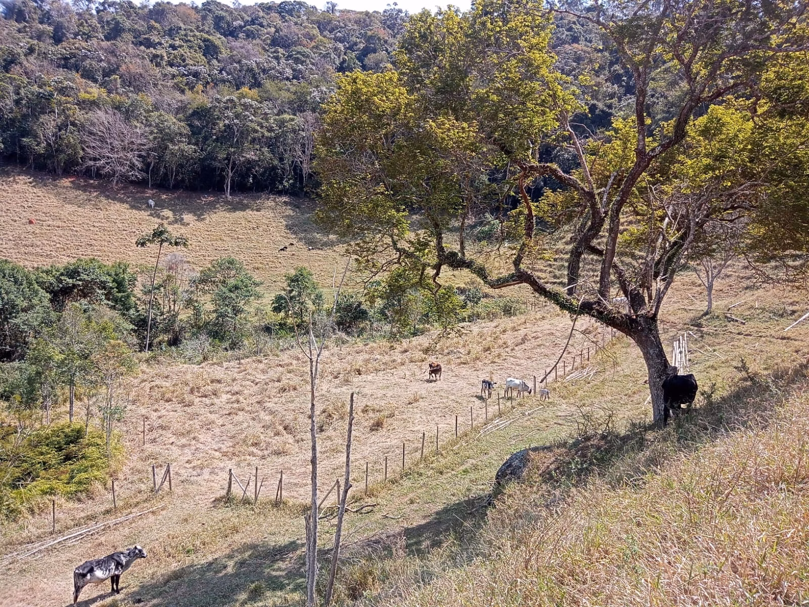 Small farm of 24 acres in Paraibuna, SP, Brazil