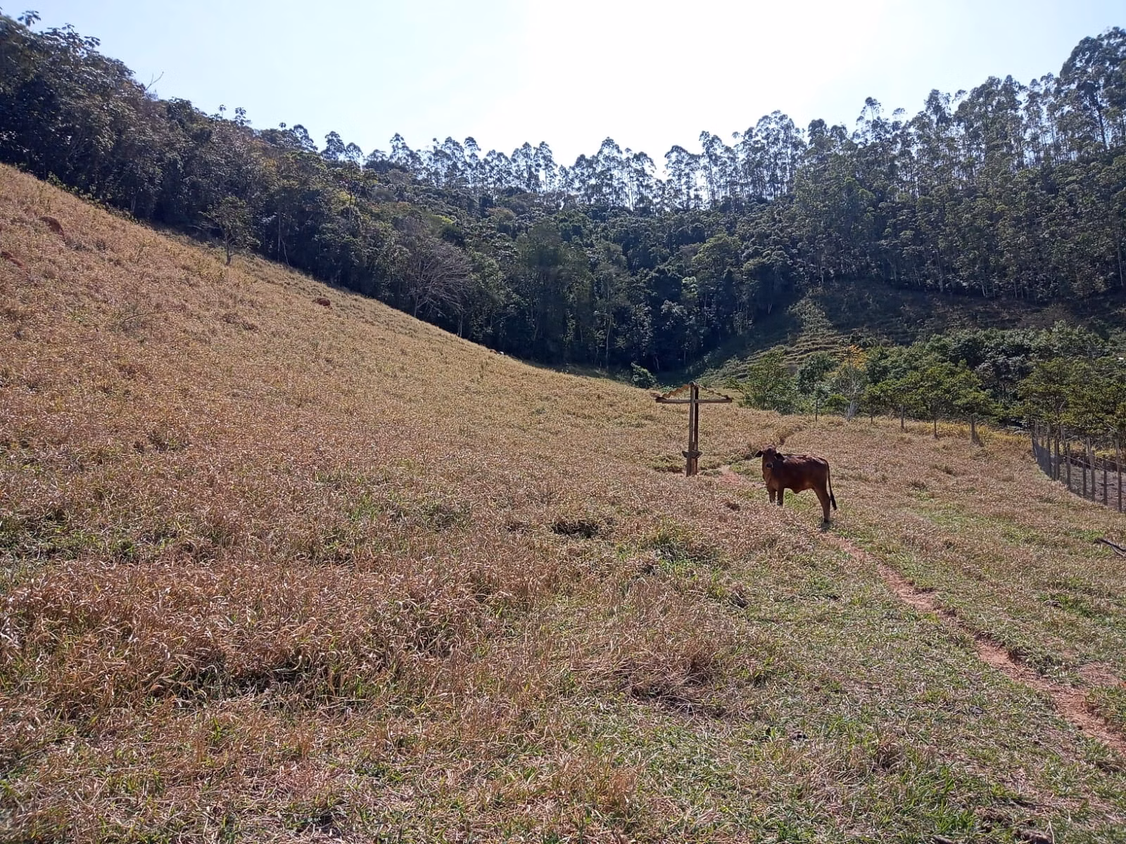 Small farm of 24 acres in Paraibuna, SP, Brazil