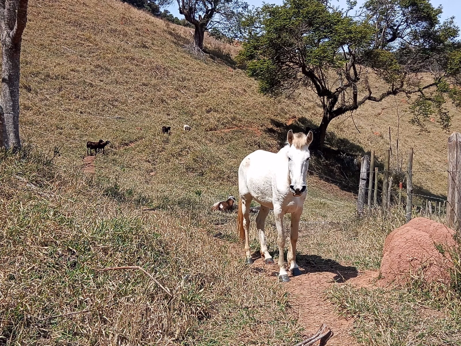 Small farm of 24 acres in Paraibuna, SP, Brazil