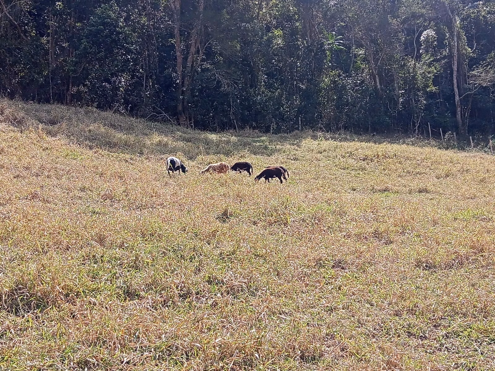 Small farm of 24 acres in Paraibuna, SP, Brazil