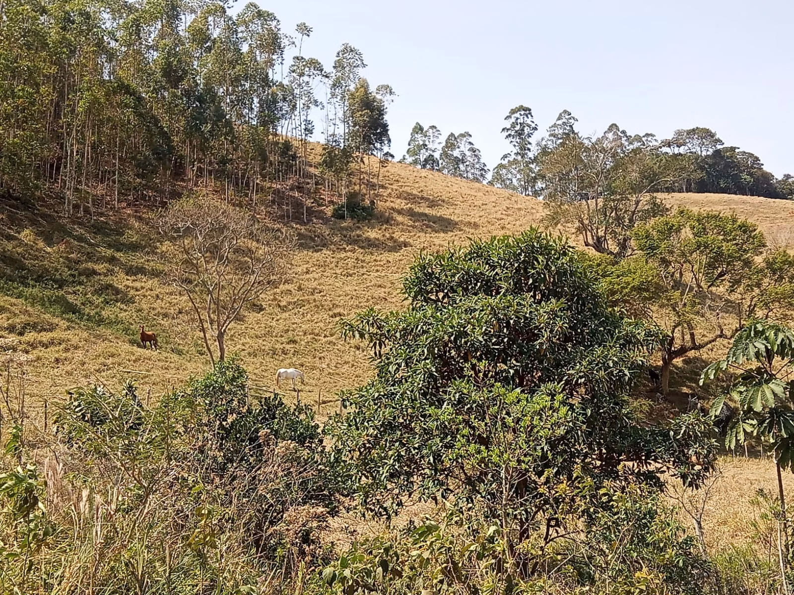 Small farm of 24 acres in Paraibuna, SP, Brazil
