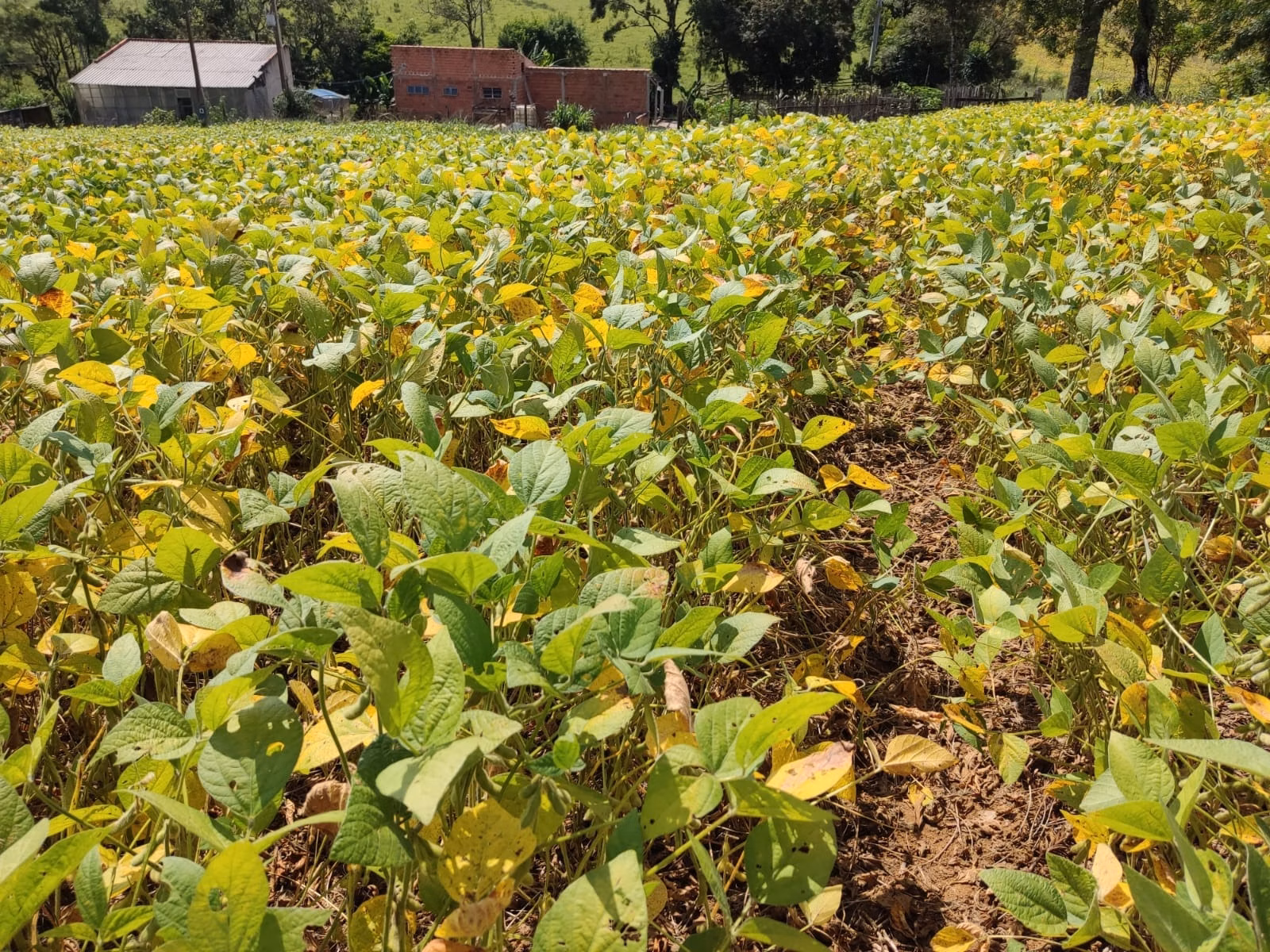 Sítio de 10 ha em Pilar do Sul, SP