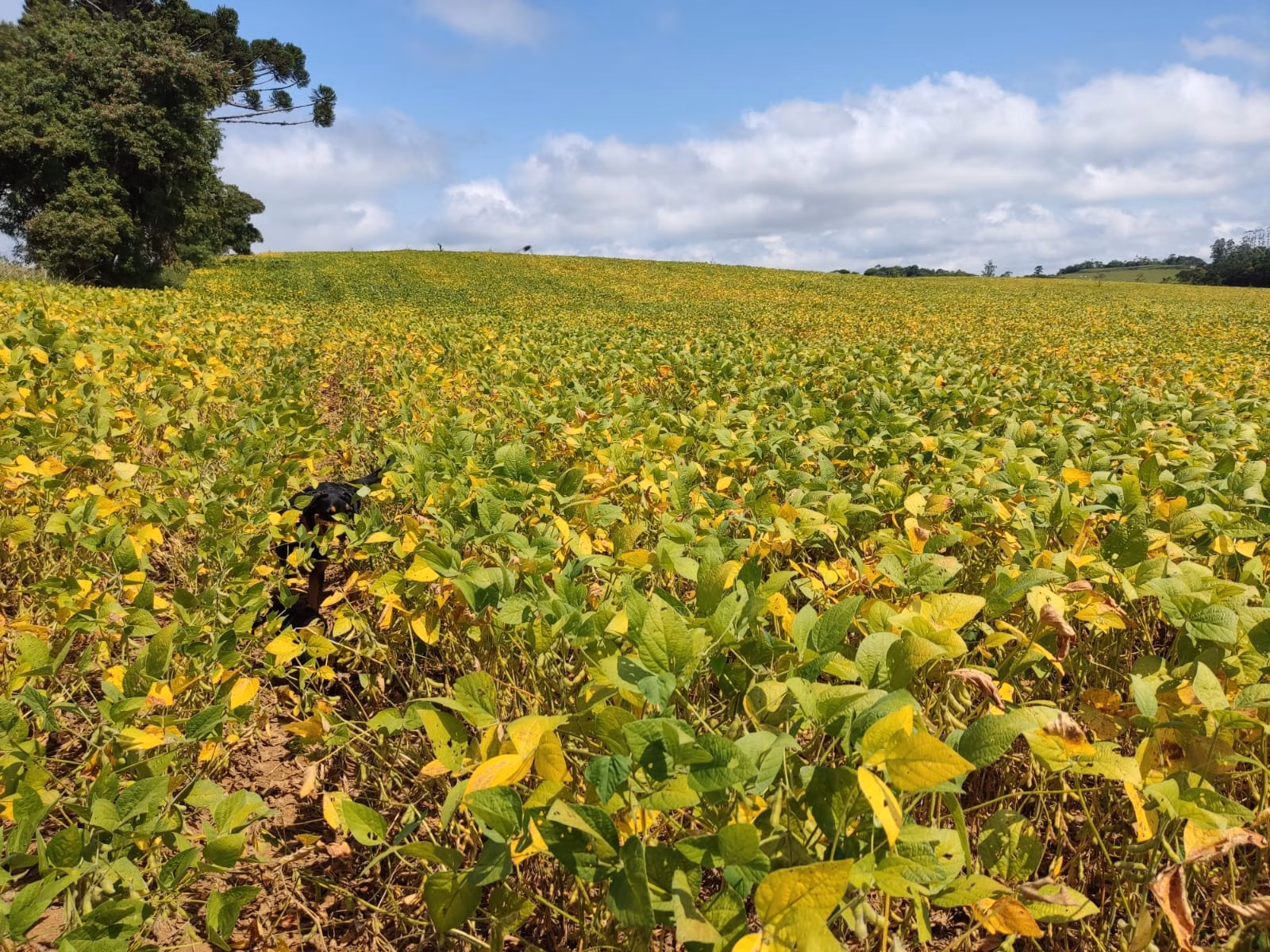 Small farm of 24 acres in Pilar do Sul, SP, Brazil