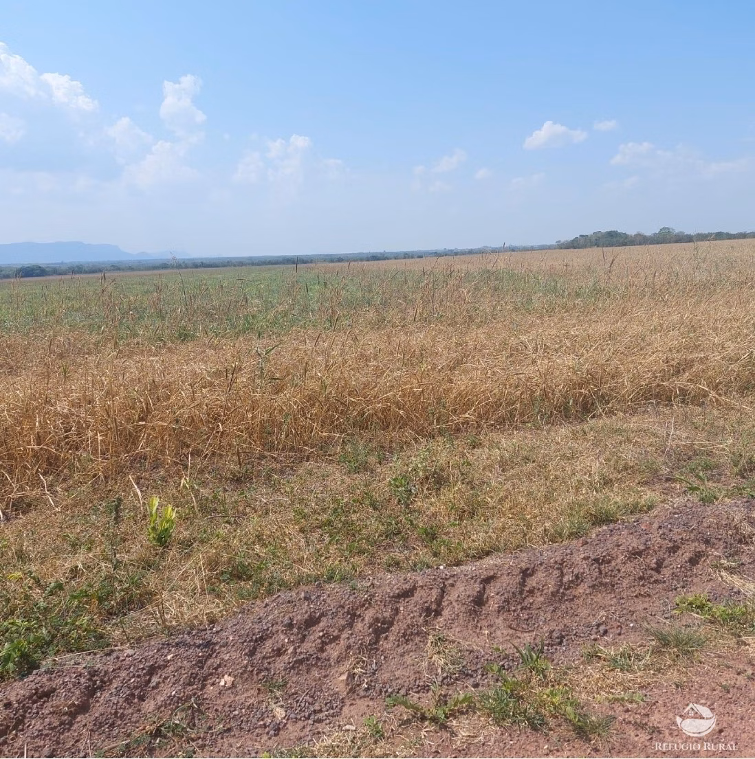 Fazenda de 2.395 ha em Jangada, MT