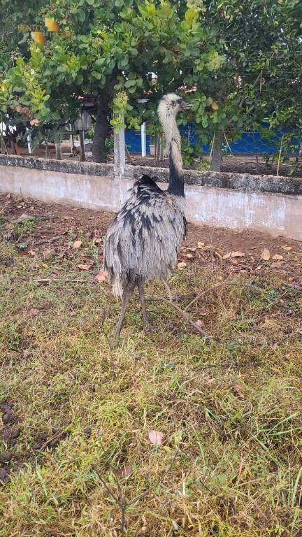 Fazenda de 3.855 ha em Jangada, MT