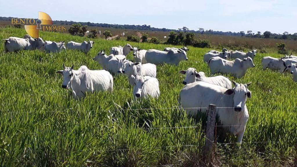 Fazenda de 13.161 ha em Vila Bela da Santíssima Trindade, MT