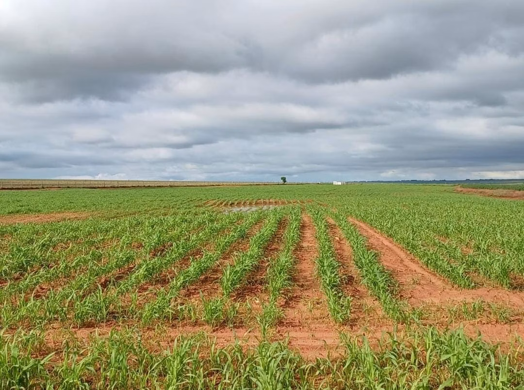 Fazenda de 540 ha em Presidente Epitácio, SP