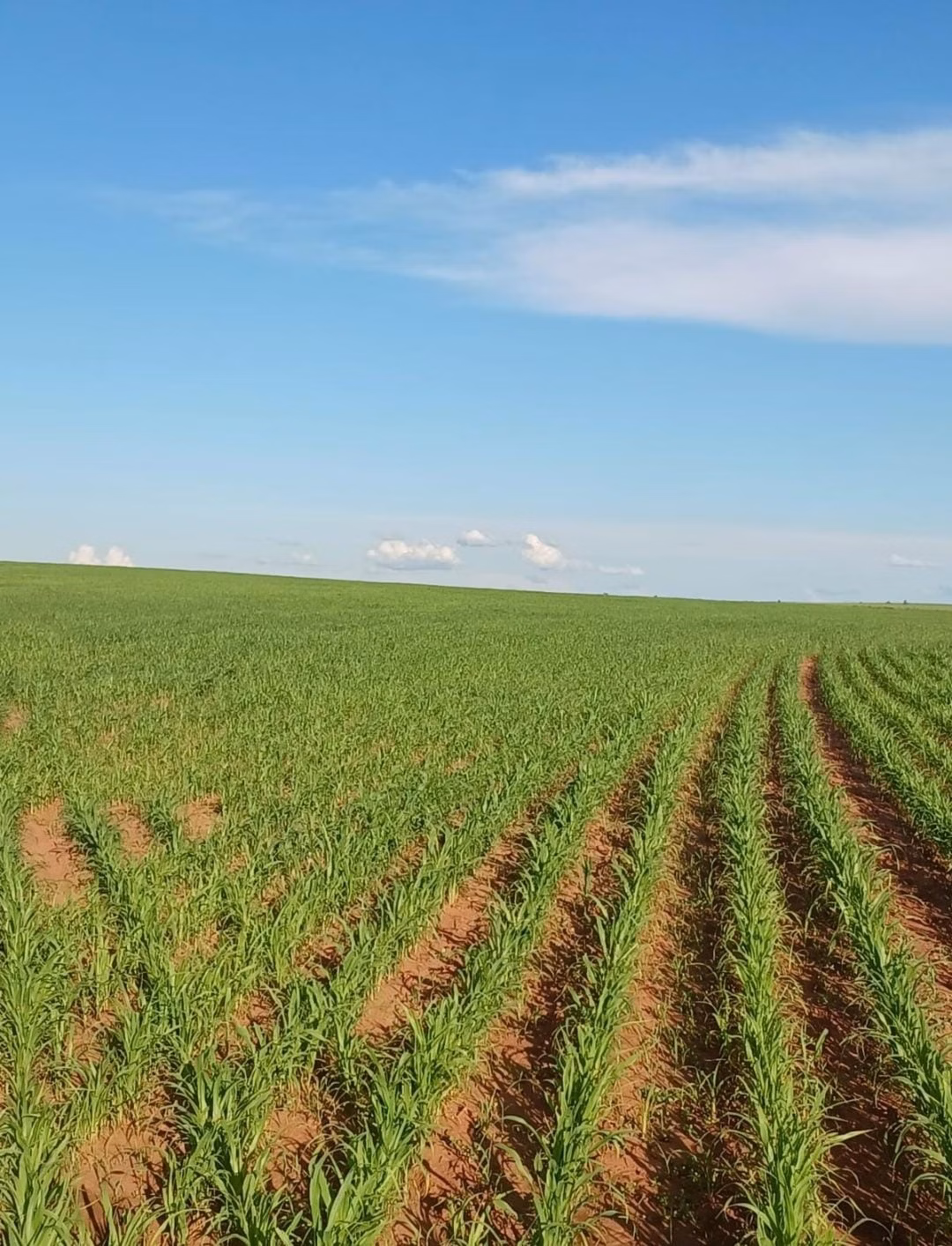 Fazenda de 540 ha em Presidente Epitácio, SP