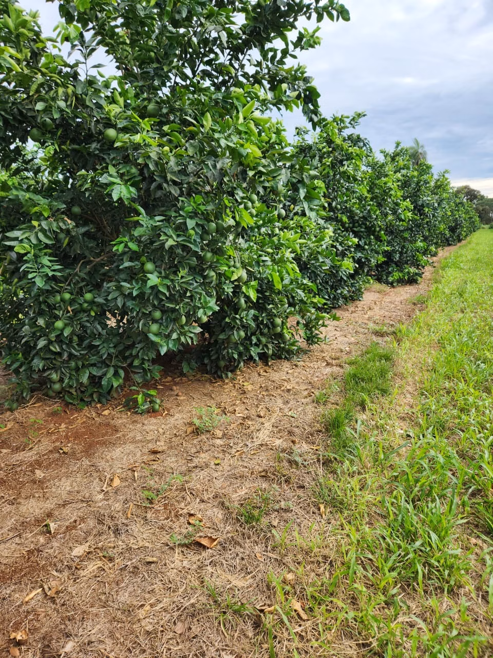 Fazenda de 122 ha em São José do Rio Preto, SP