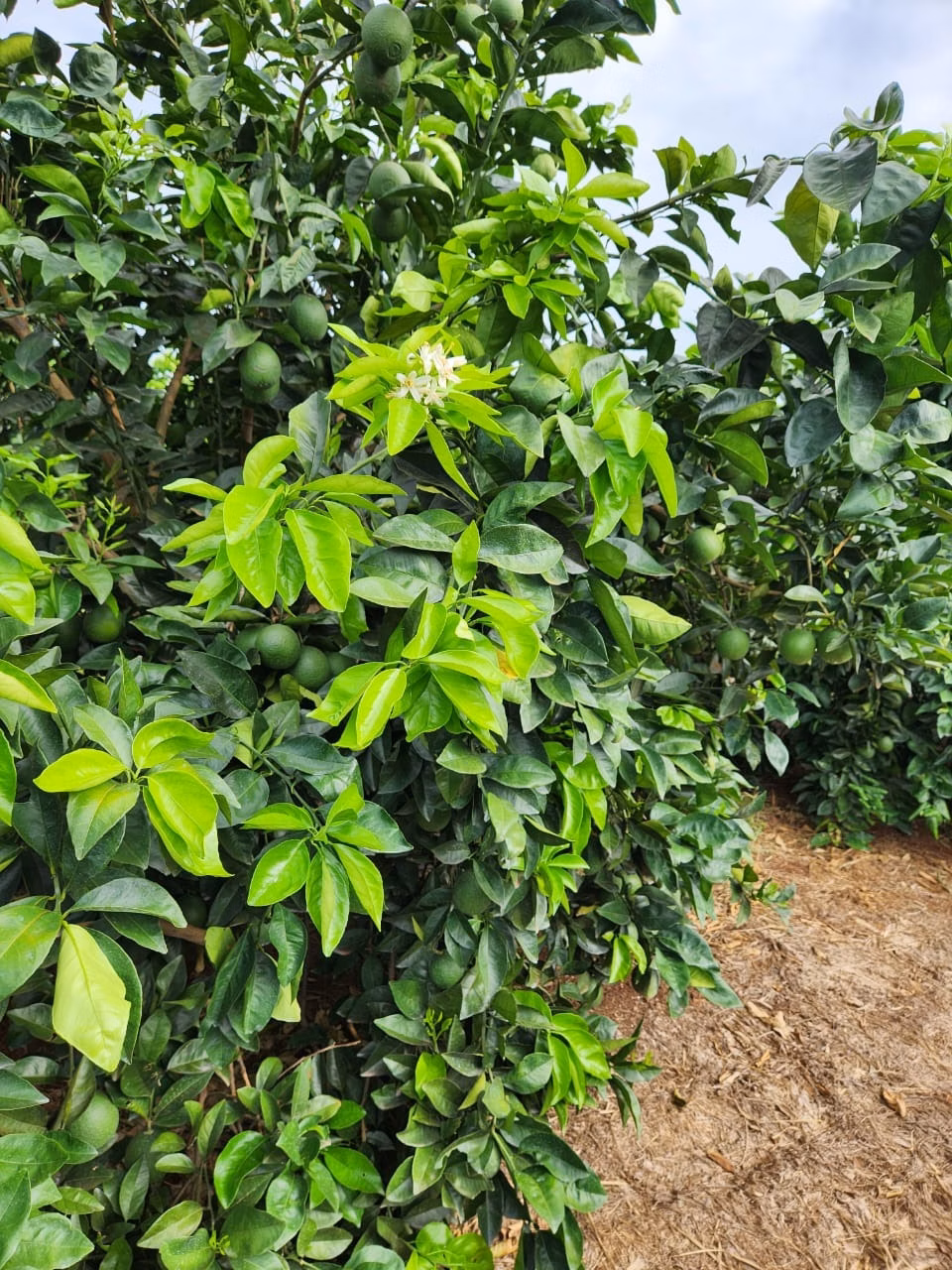 Fazenda de 122 ha em São José do Rio Preto, SP
