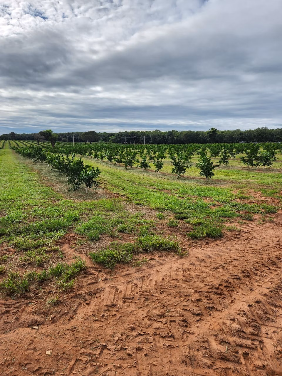 Fazenda de 122 ha em São José do Rio Preto, SP