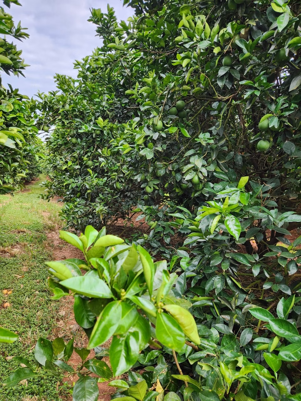 Farm of 301 acres in São José do Rio Preto, SP, Brazil