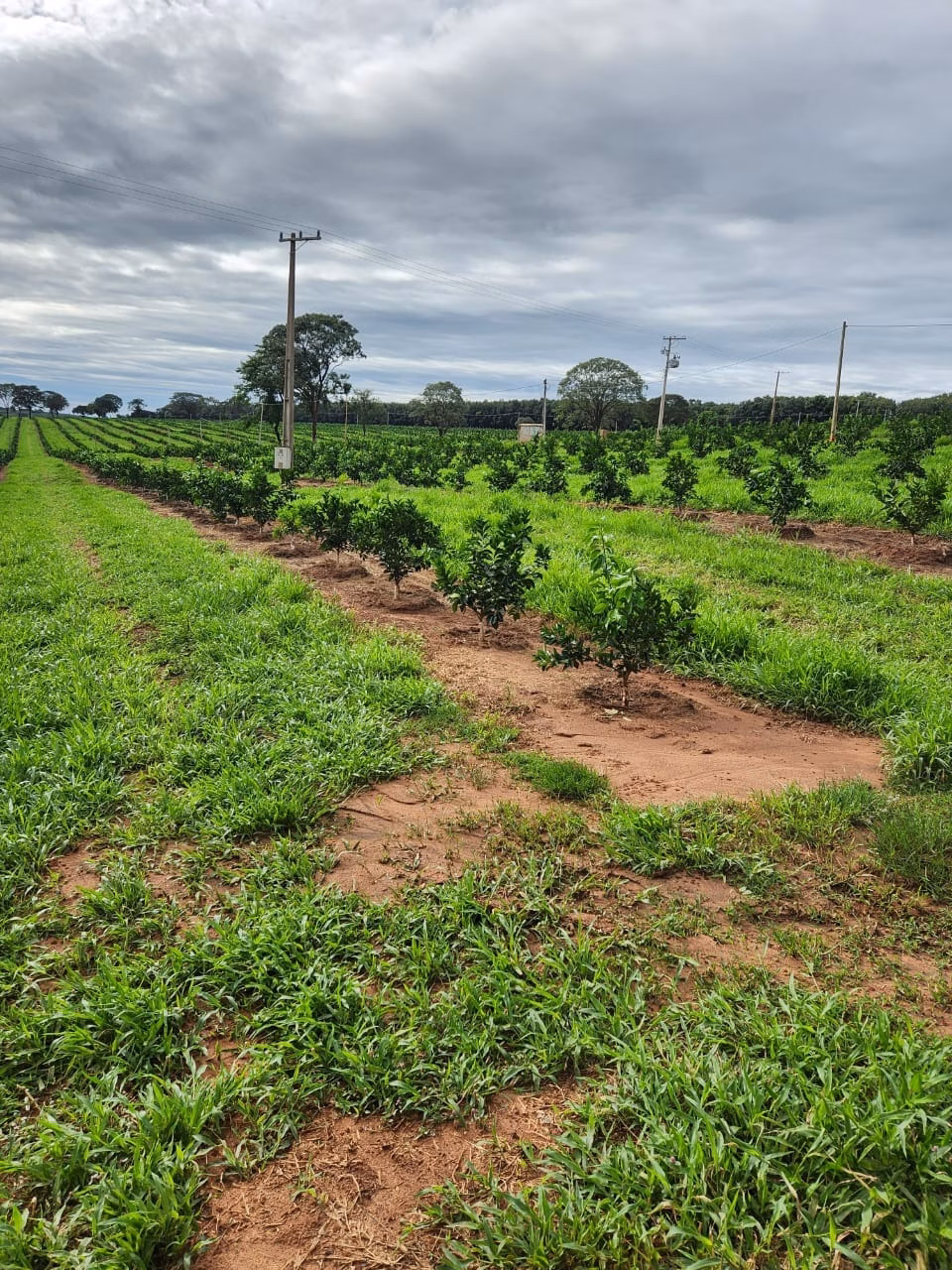 Fazenda de 122 ha em São José do Rio Preto, SP