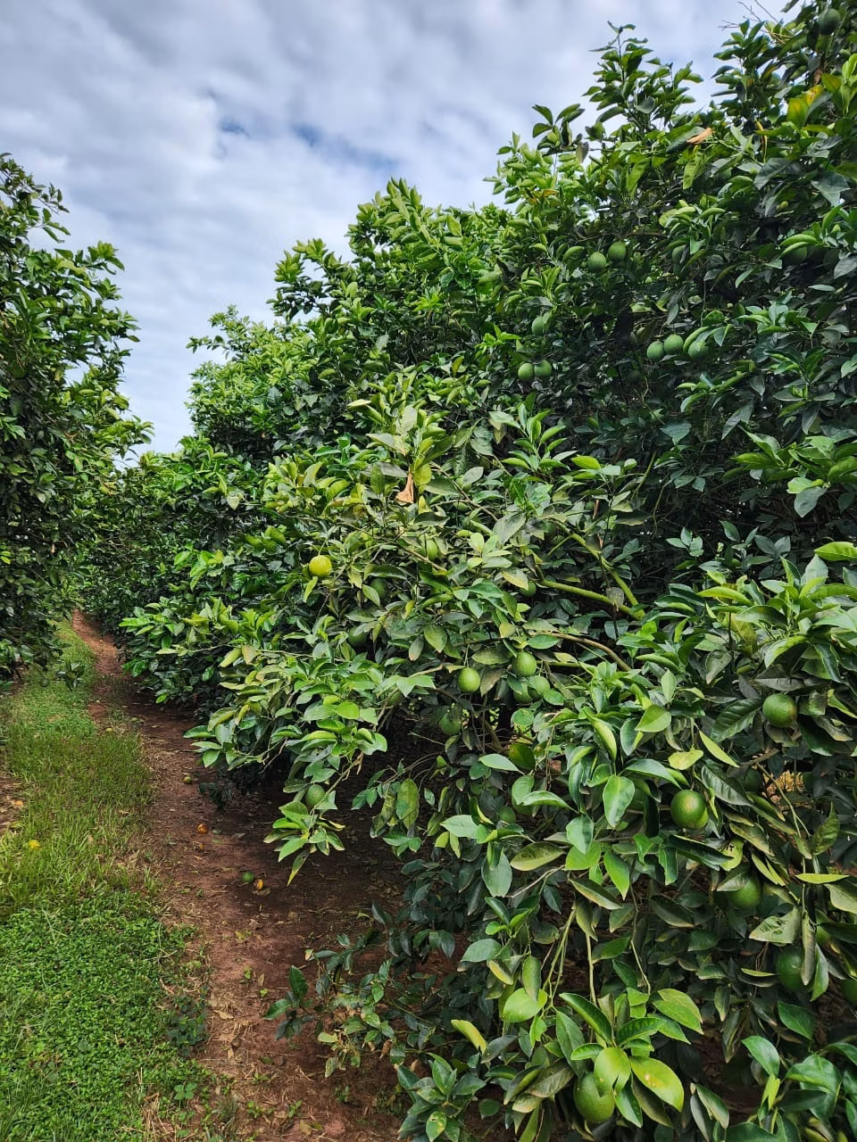 Fazenda de 122 ha em São José do Rio Preto, SP
