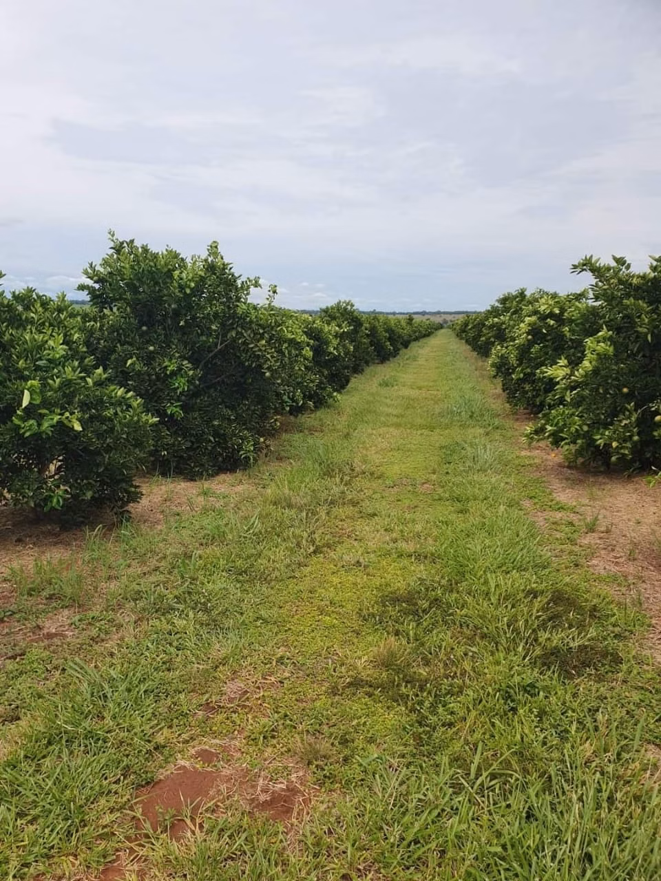 Fazenda à venda de 2.306 ha em Avaré, SP