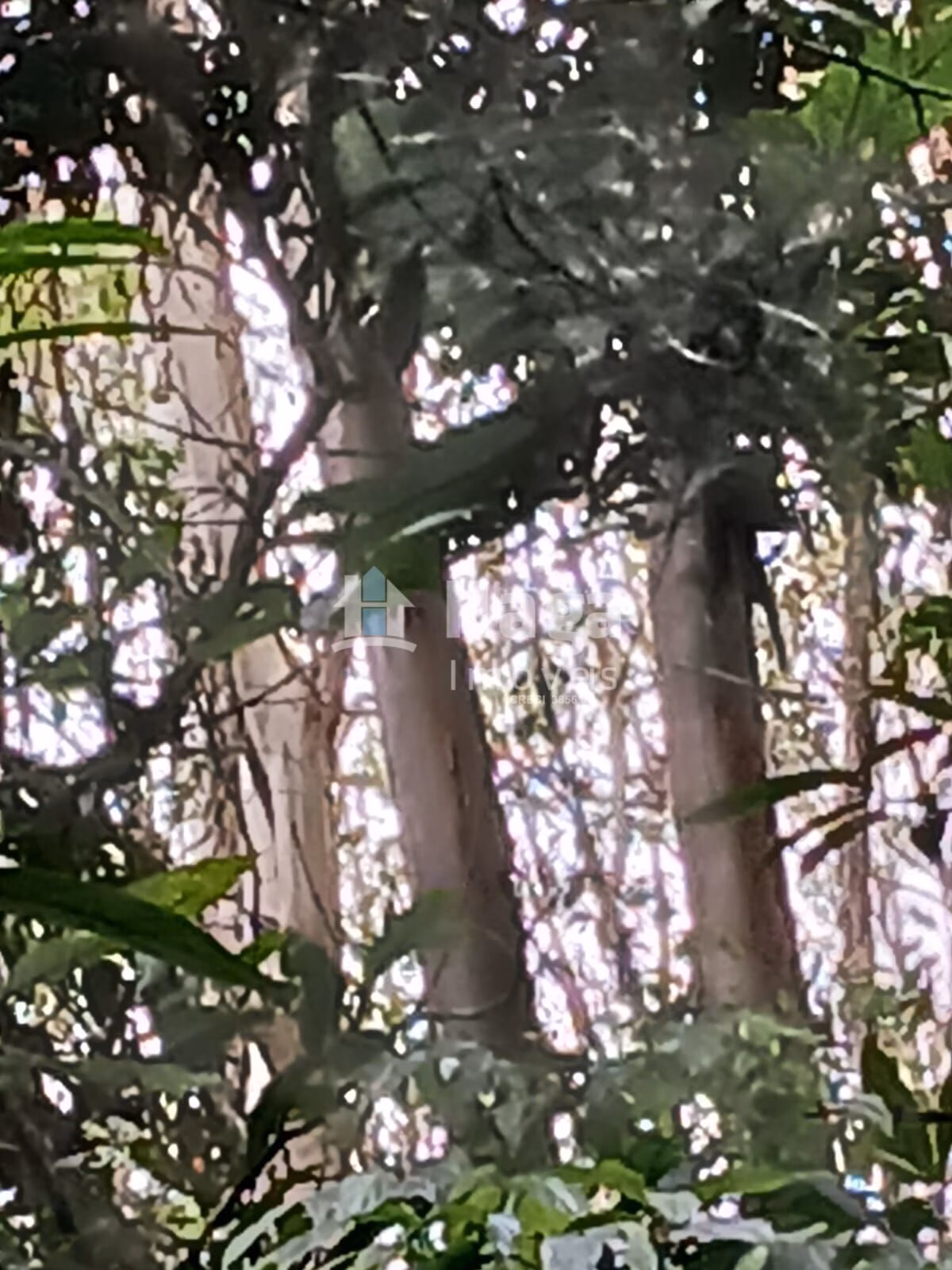 Chácara de 20 ha em Turvo, SC
