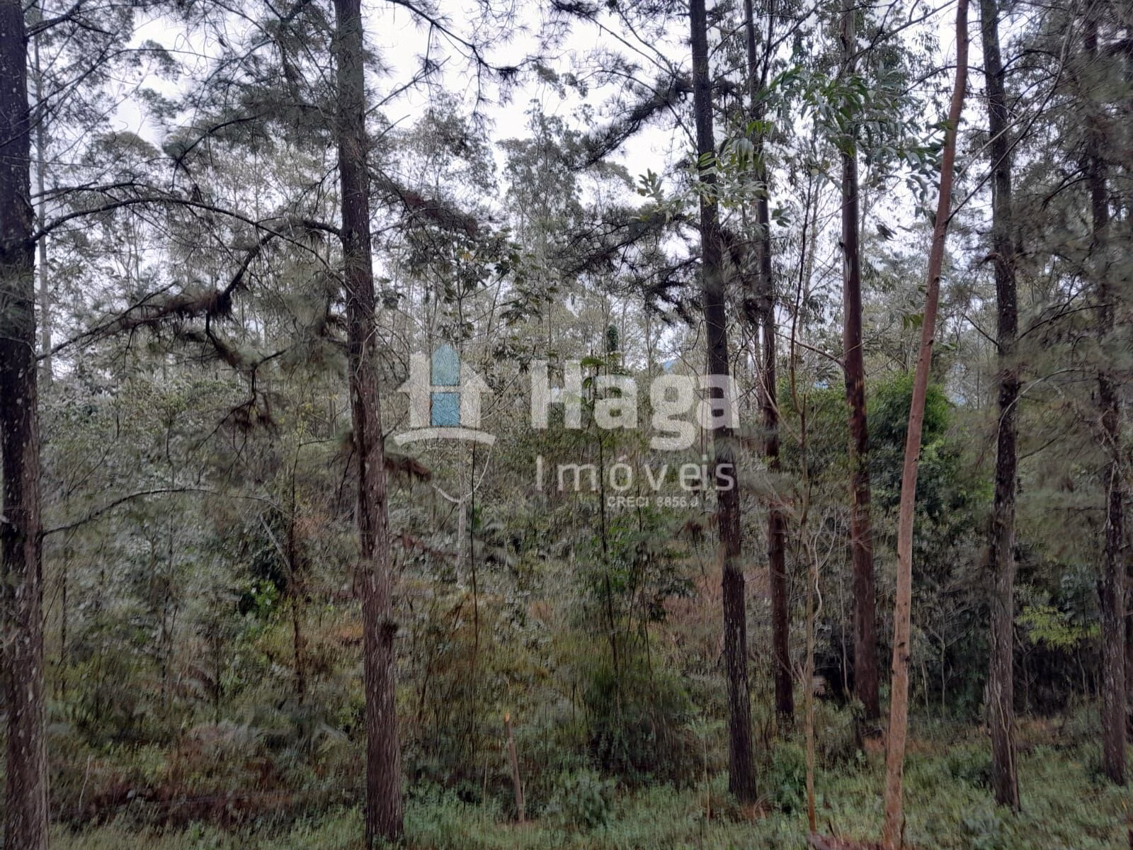 Chácara de 20 ha em Turvo, SC