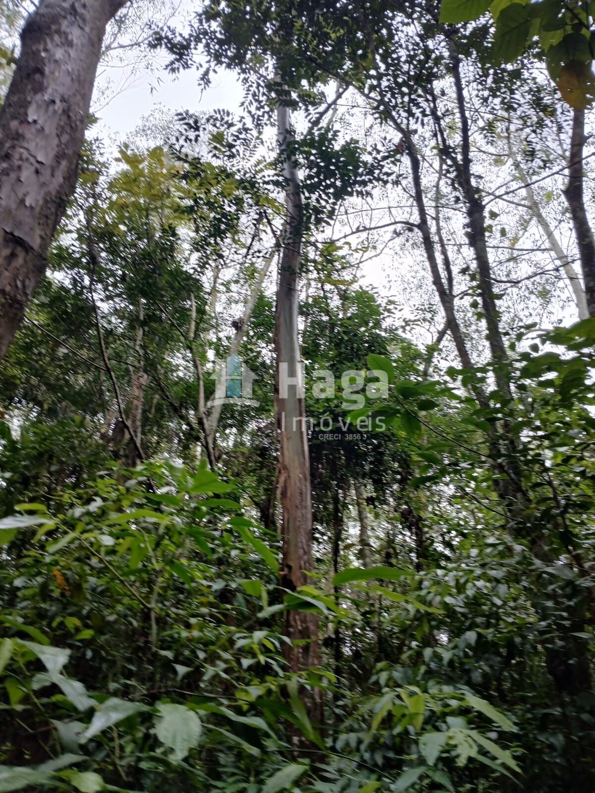 Chácara de 20 ha em Turvo, SC