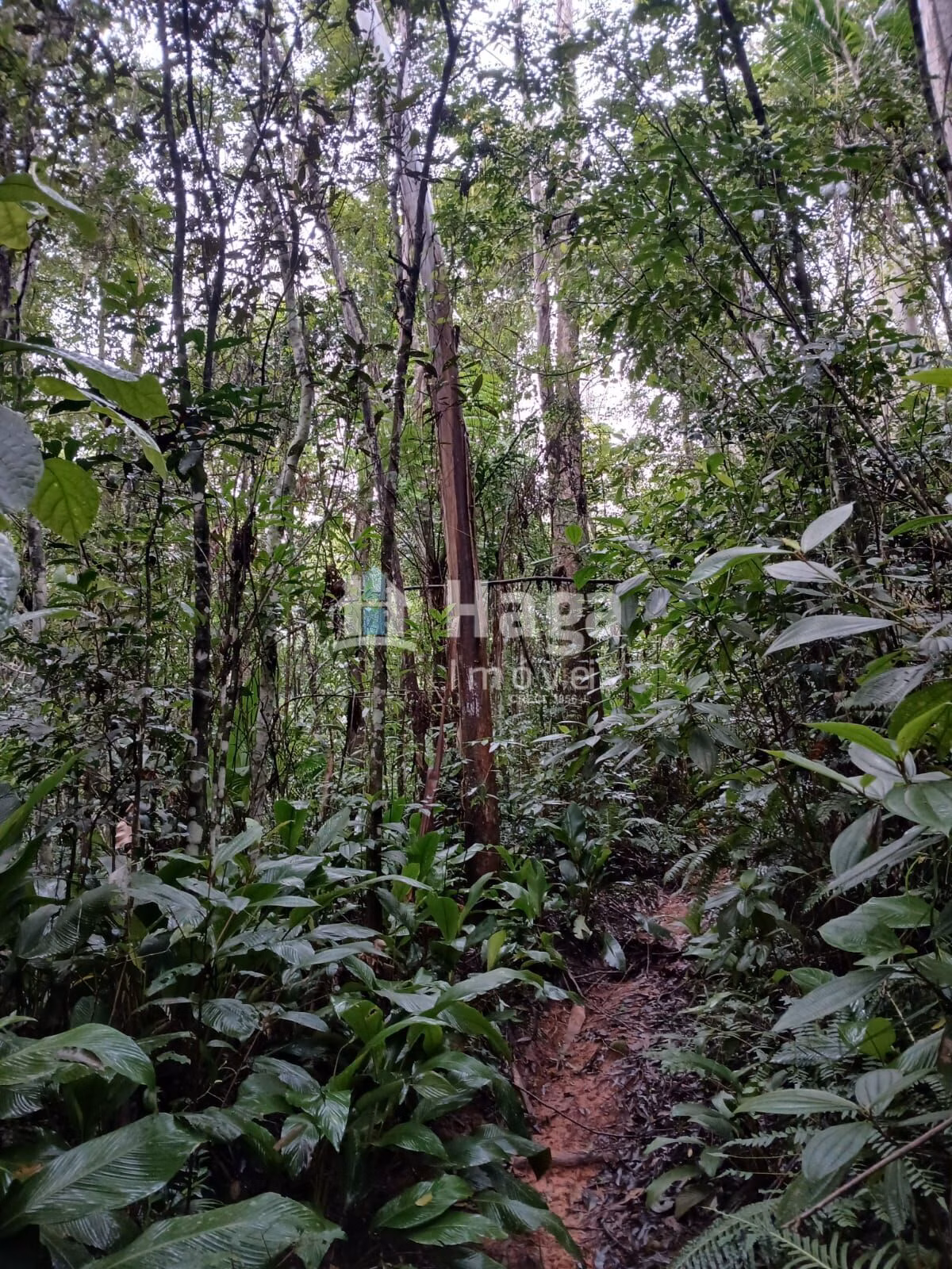 Chácara de 20 ha em Turvo, SC