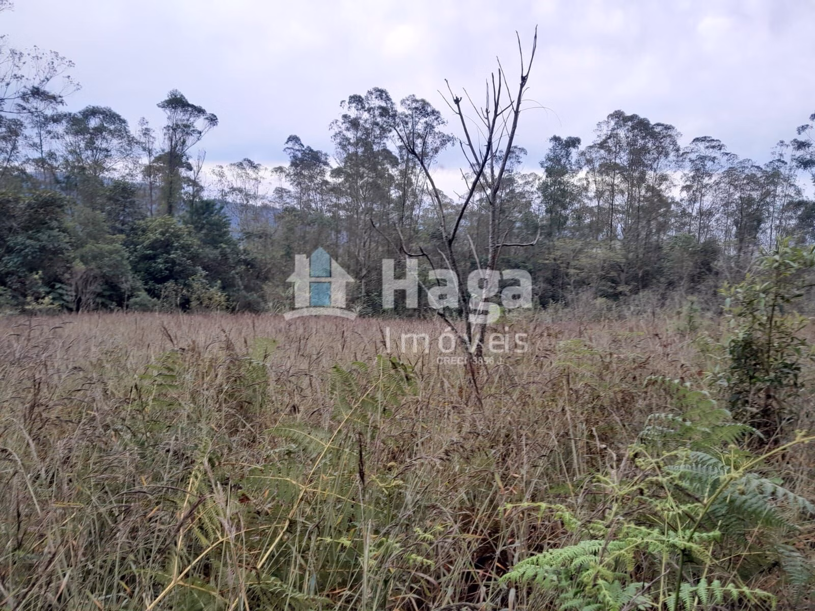 Chácara de 20 ha em Turvo, SC
