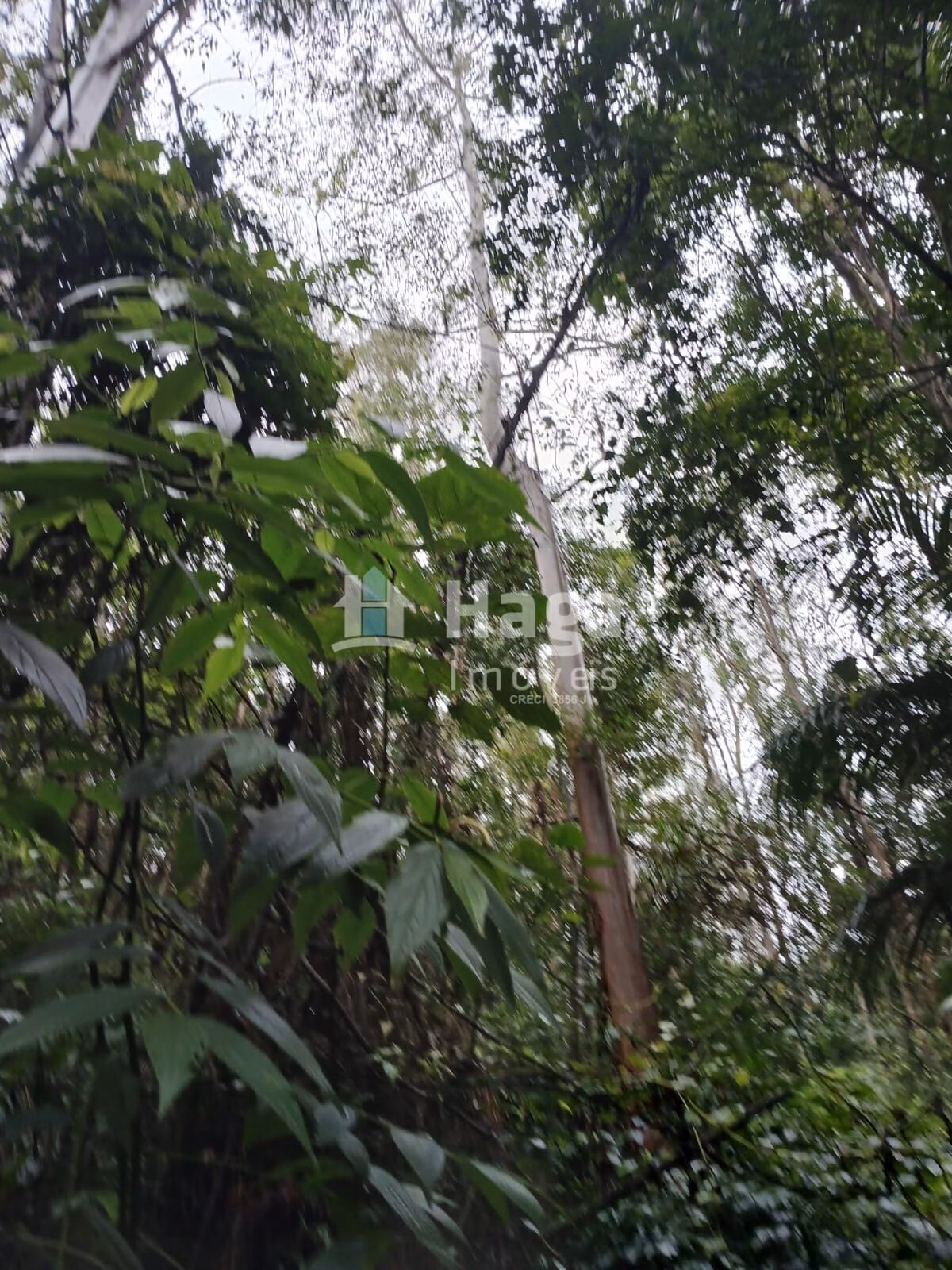 Chácara de 20 ha em Turvo, SC