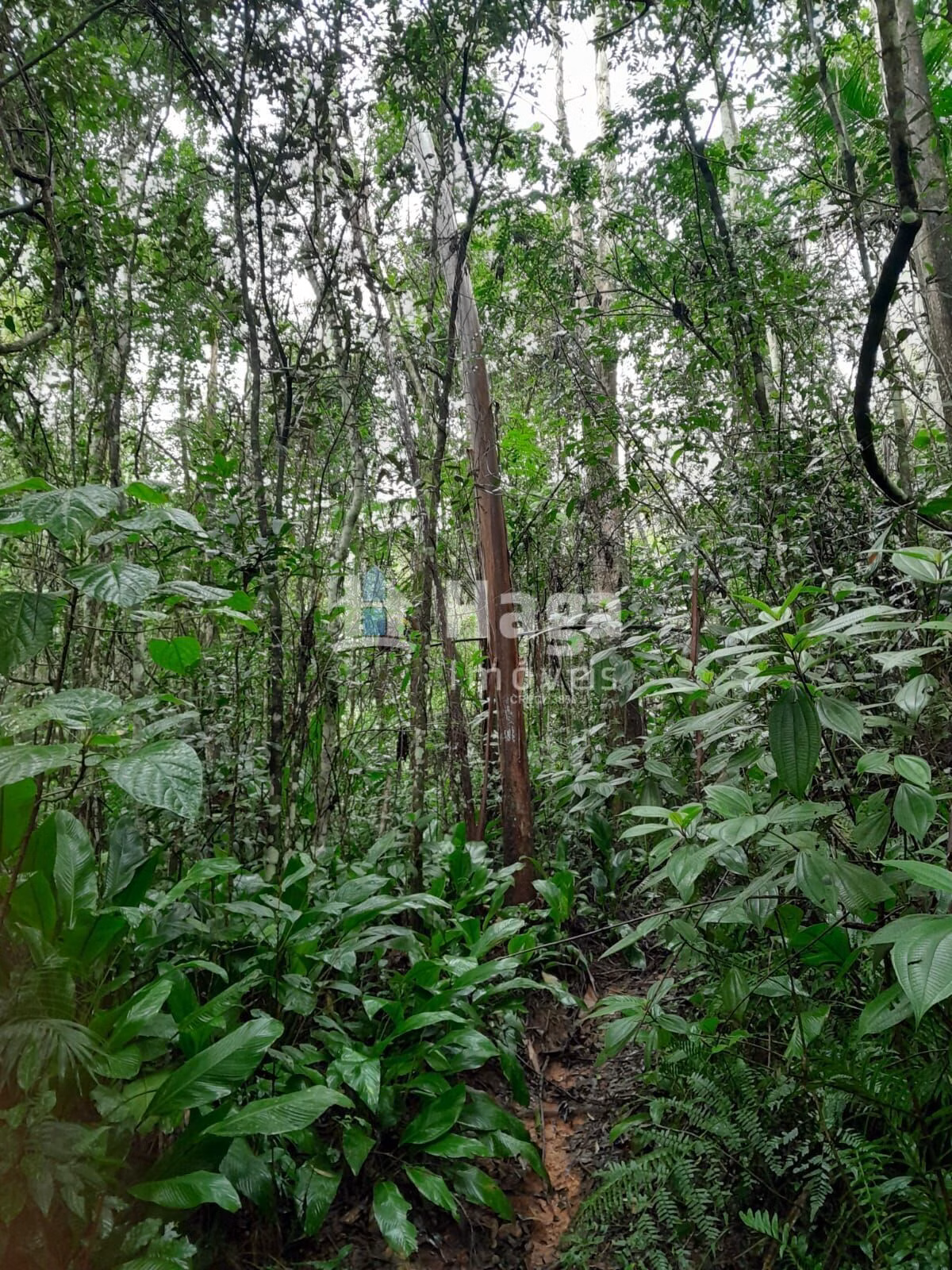 Chácara de 20 ha em Turvo, SC
