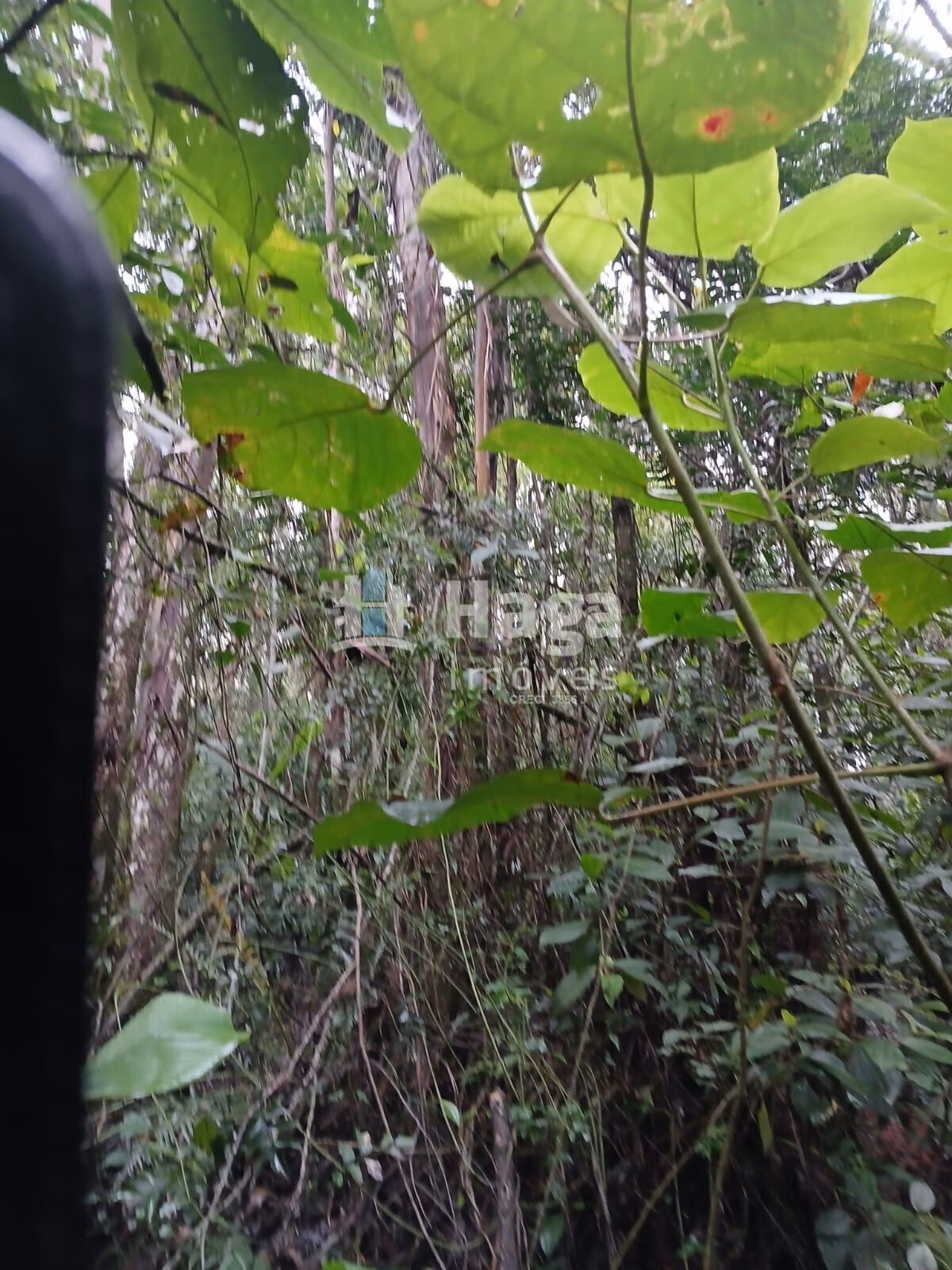 Chácara de 20 ha em Turvo, SC