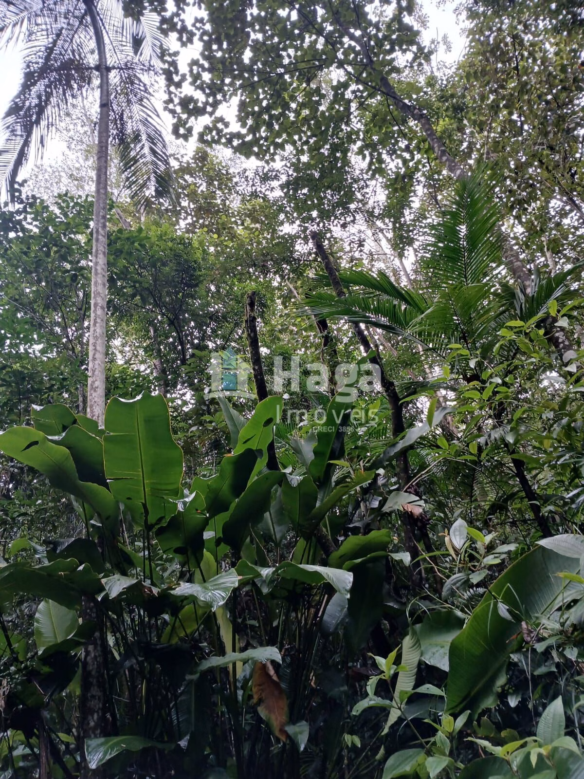Chácara de 20 ha em Turvo, SC