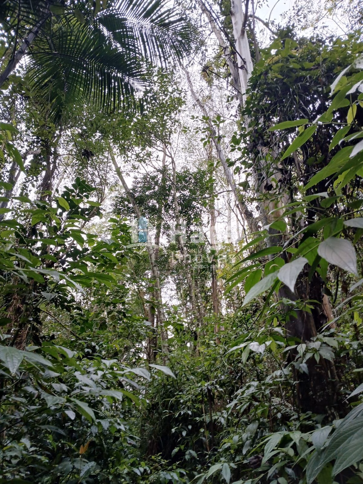 Chácara de 20 ha em Turvo, SC