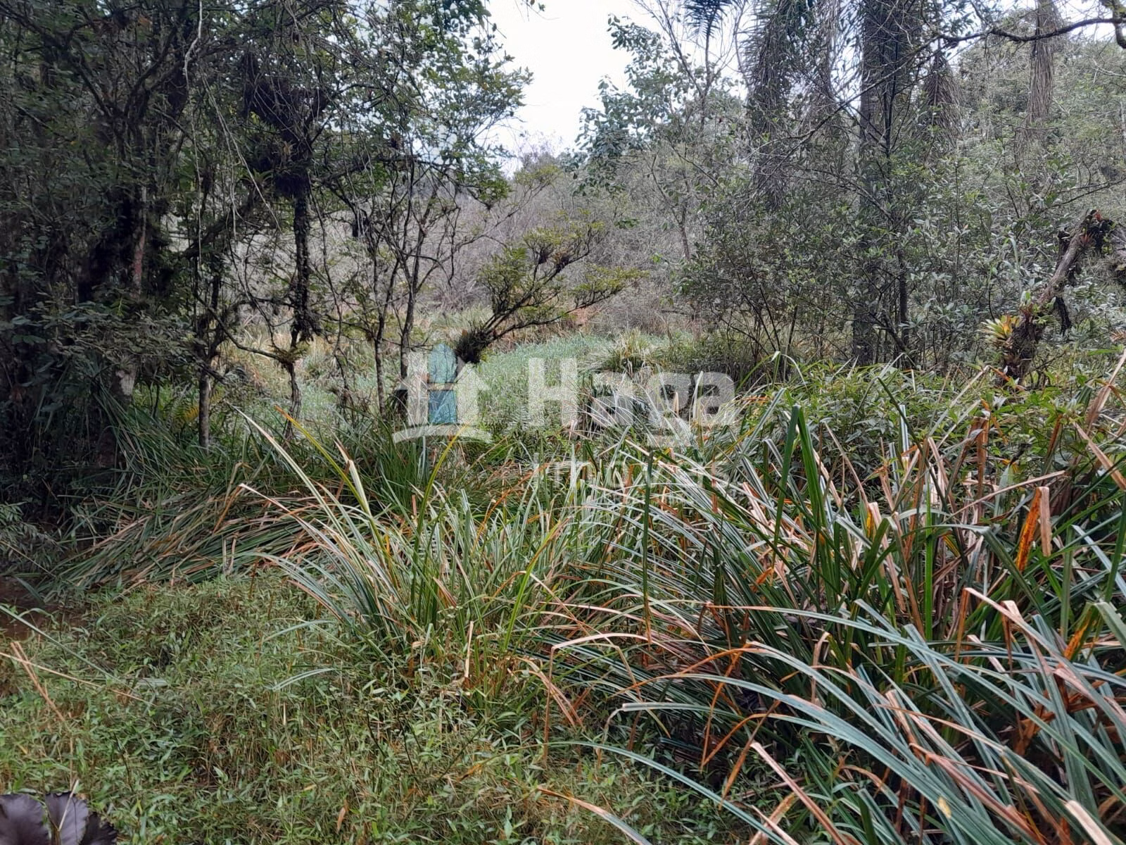 Chácara de 20 ha em Turvo, SC
