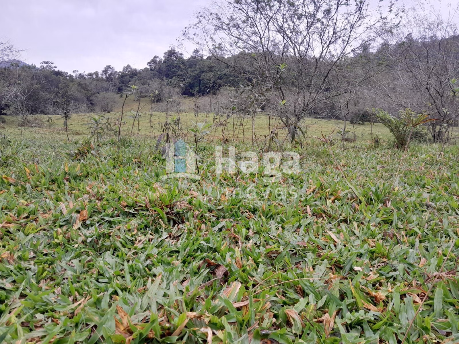 Chácara de 20 ha em Turvo, SC