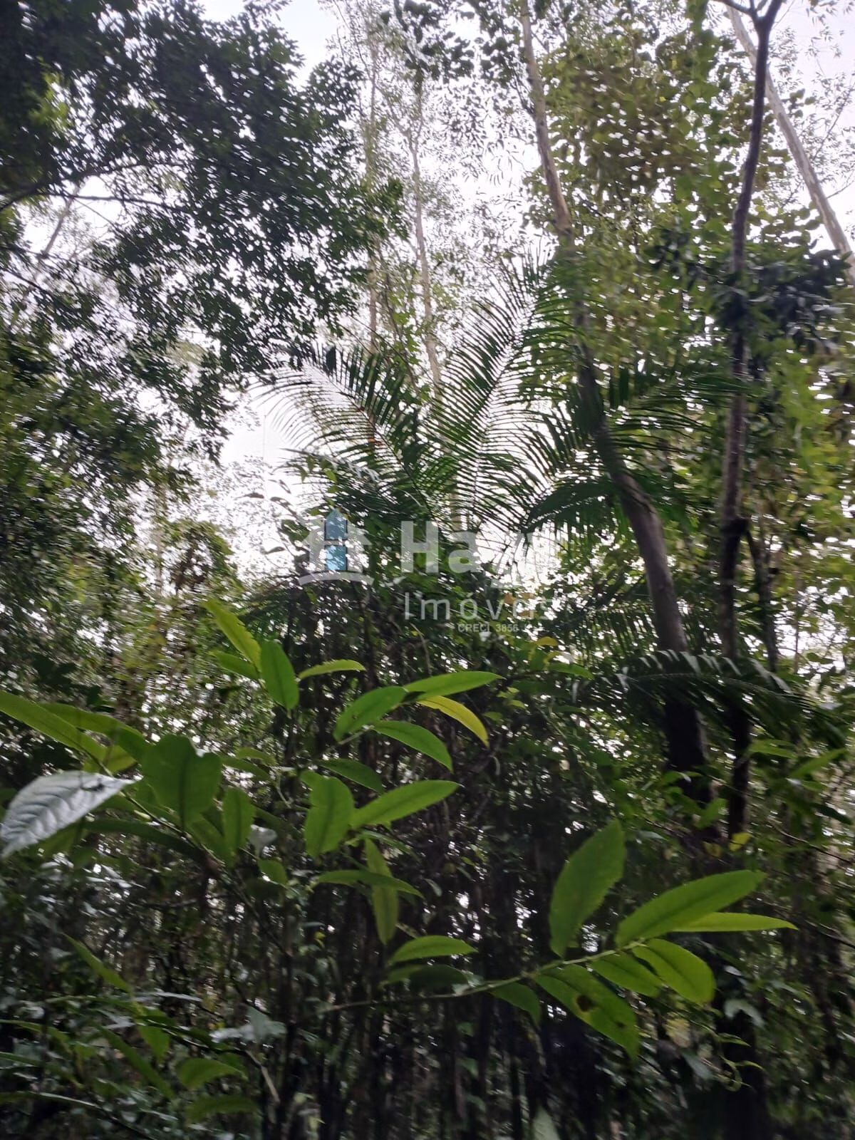 Chácara de 20 ha em Turvo, SC