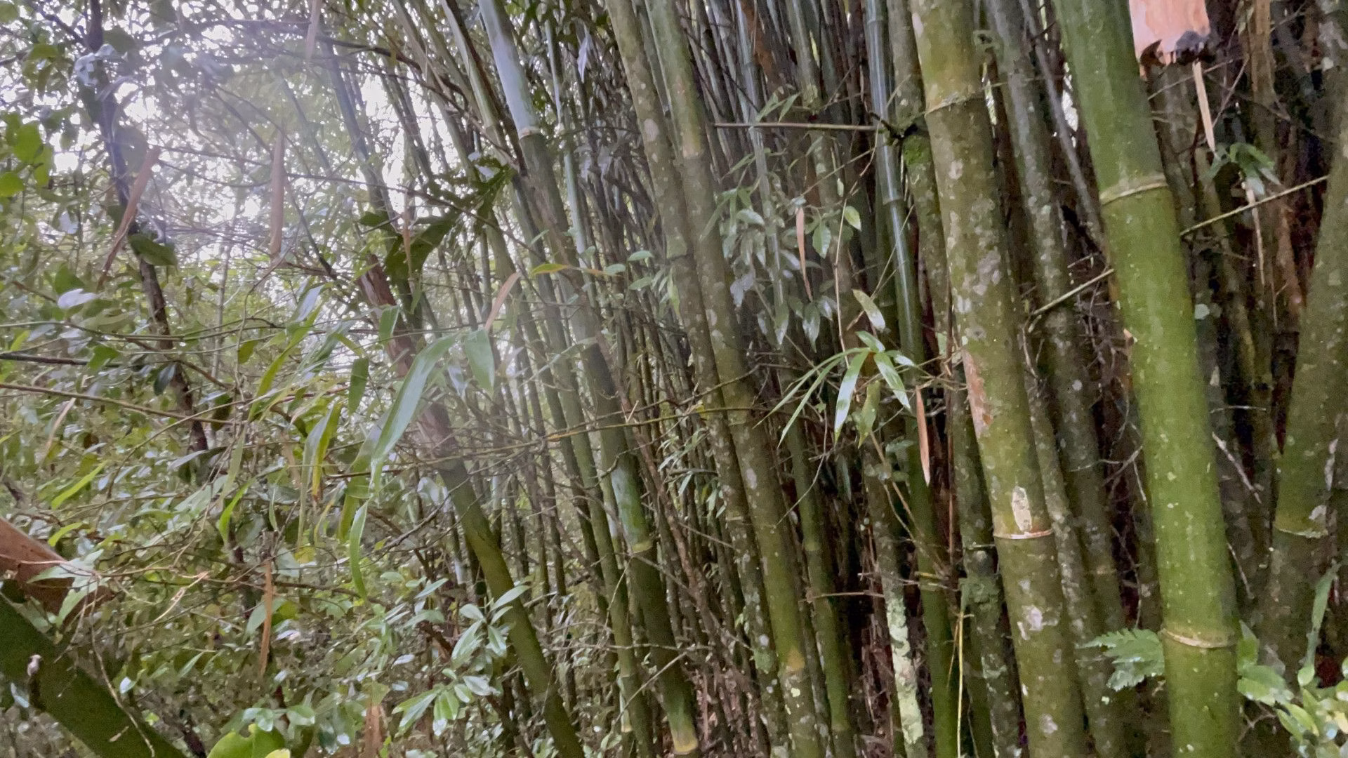 Sítio de 7 ha em Santo Antônio da Patrulha, RS