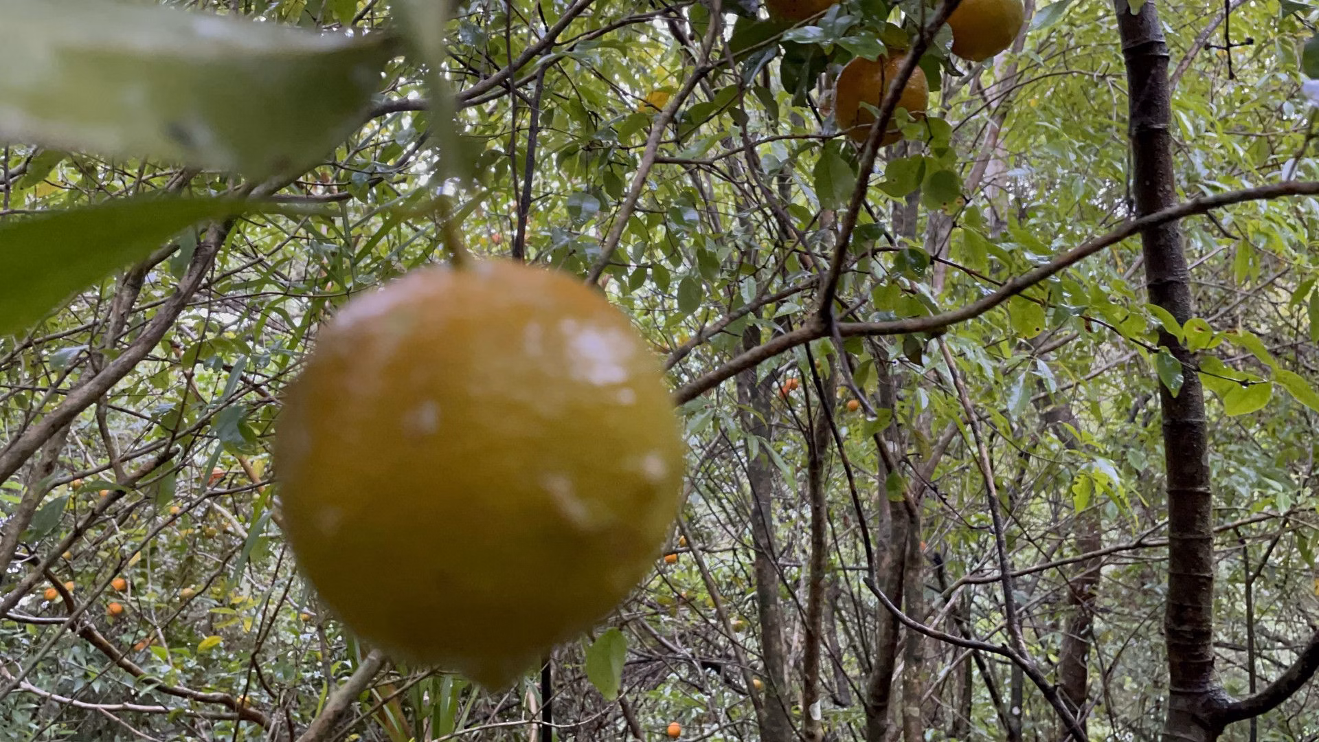 Sítio de 7 ha em Santo Antônio da Patrulha, RS