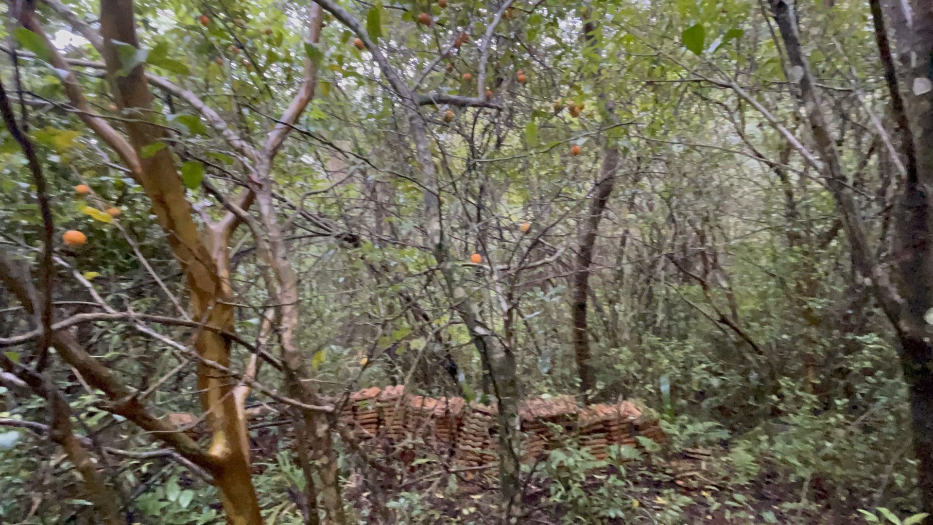Sítio de 7 ha em Santo Antônio da Patrulha, RS