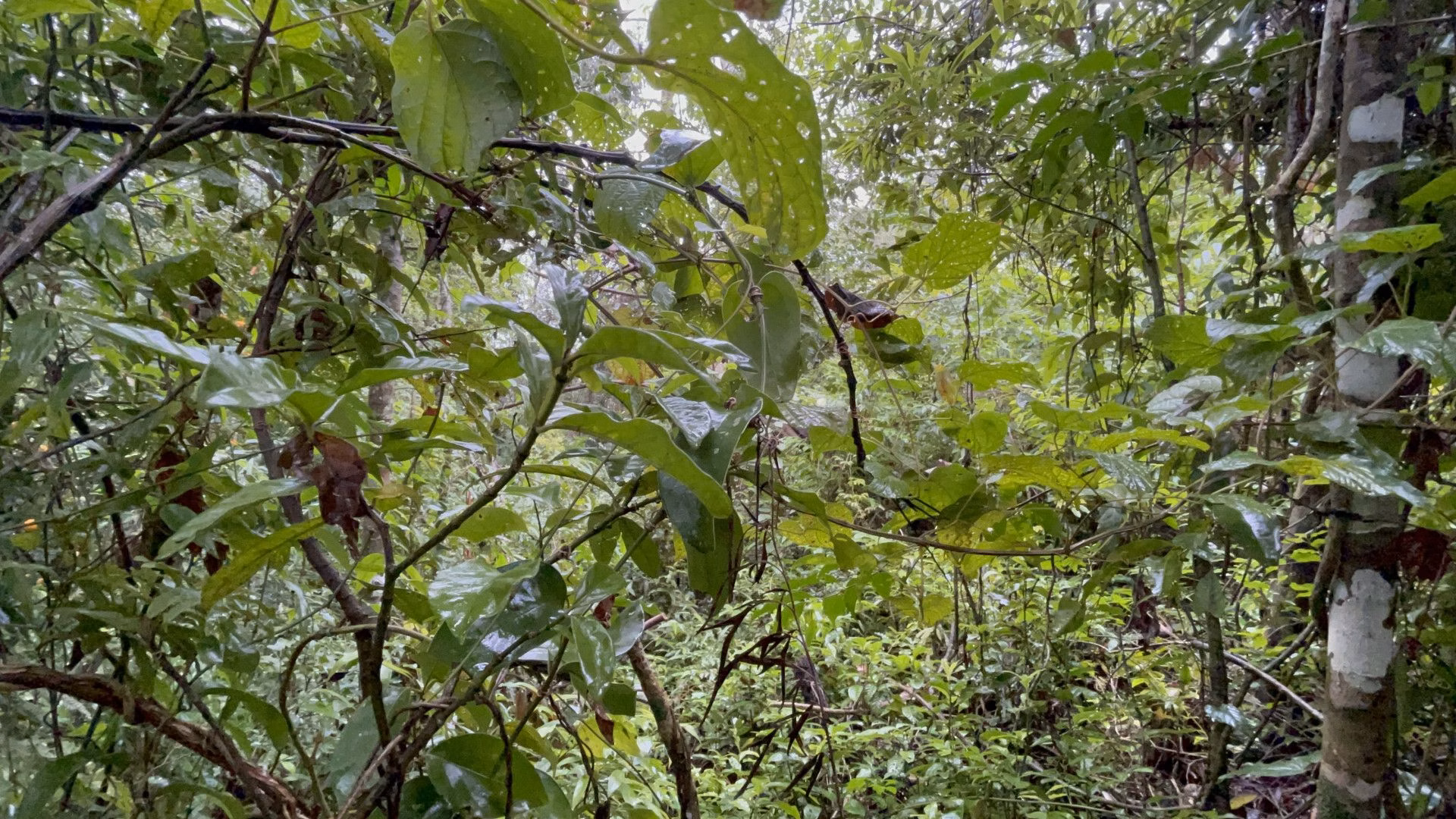 Sítio de 7 ha em Santo Antônio da Patrulha, RS