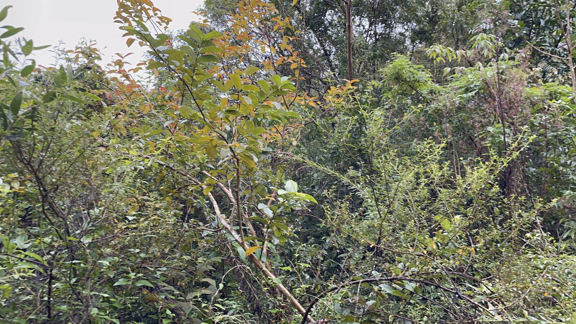 Sítio de 7 ha em Santo Antônio da Patrulha, RS